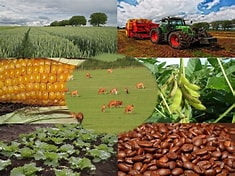 Contabilidade Rural: A chave para o sucesso financeiro do seu agronegócio